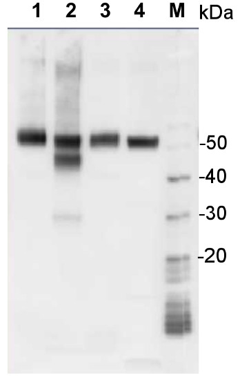 western blot with chicken anti-RbcL antibodies